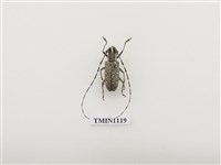 藏品(黃星天牛)的圖片